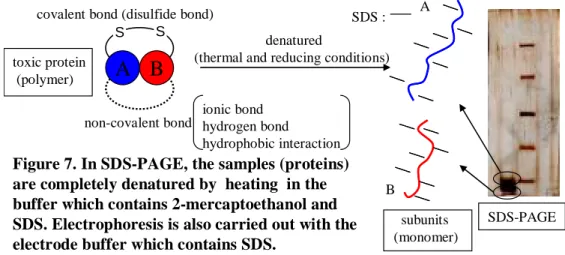 Figure 5. Chromatogram using an anion  exchange column (Mono Q) connected to  a FPLC system.peak 1 peak 2 toxic protein A B (polymer) subunits (monomer)denatured