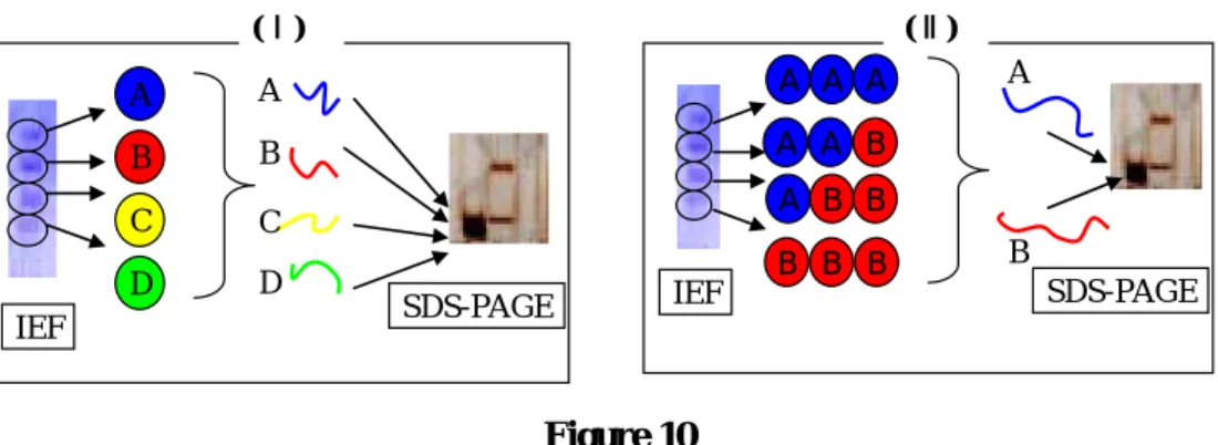 Figure 12.  Estimation of relative  mass by gel filtration.