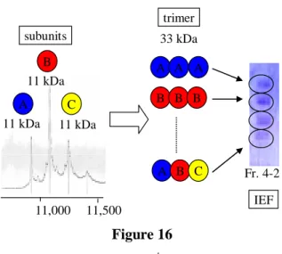 Figure 17. N-Terminal amino acid sequence of Fr. 4-2.