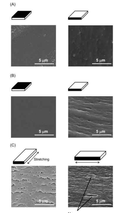 Figure 6.  SEM images of CTA/DOA films after (A) solution-cast, (B) annealed, and (C) stretched