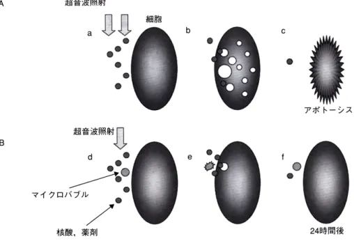 Fig. 1-9 Effect of the use of micro bubble for ultrasound-mediated gene  transfection [ 参考文献 65 より引用 ]
