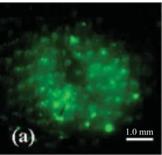 Fig. 1-15 Expression of EGFP in rat skin surface 24 hours after LISW  application [参考文献 115 より引用]