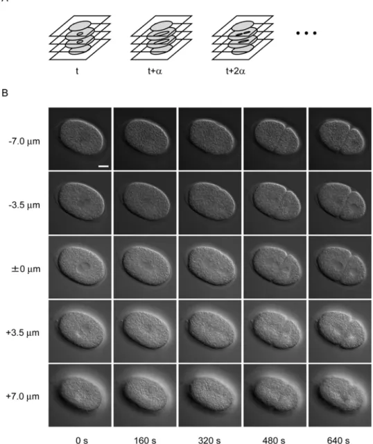 Figure 2.1 Overview of 4-dimensional differential interference contrast  microscope images of Caenorhabditis elegans embryo