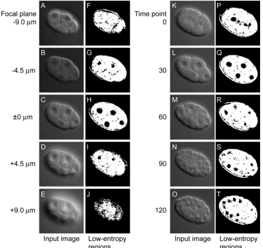 Figure 2.4 Low-entropy regions of different focal planes and different time  points. (A–E and K–O) Input images