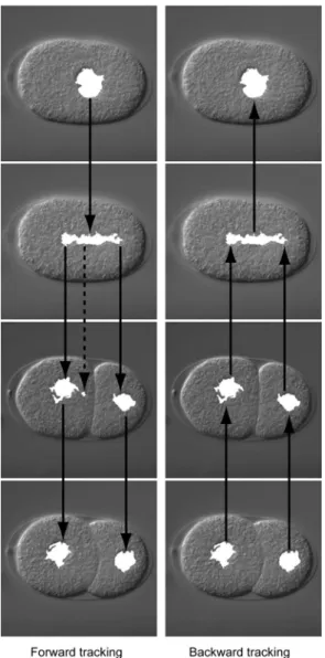 Figure 2.5 Overview of forward and backward trackings. Low-entropy  regions selected by forward tracking are shown in the left column and those  selected by backward tracking after the selection by forward tracking are  shown in the right column
