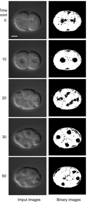 Figure 2.6 Low-entropy regions in a par-1 embryo. Input images of a par-1  embryo are shown in the left column and low-entropy regions (black) are  shown in the right column