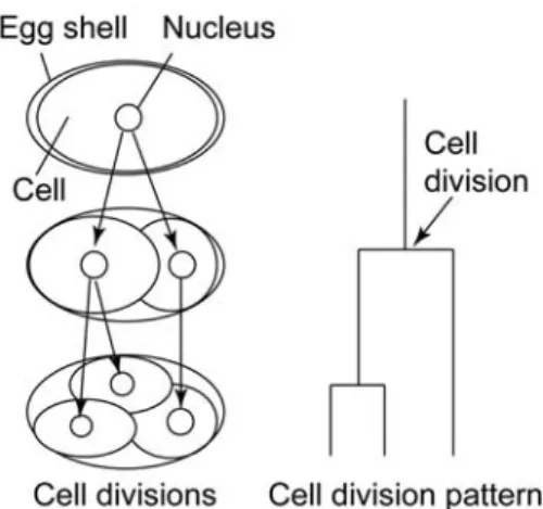 Figure 1.1 Cell division pattern. A conceptual schematic diagram is shown to  the left