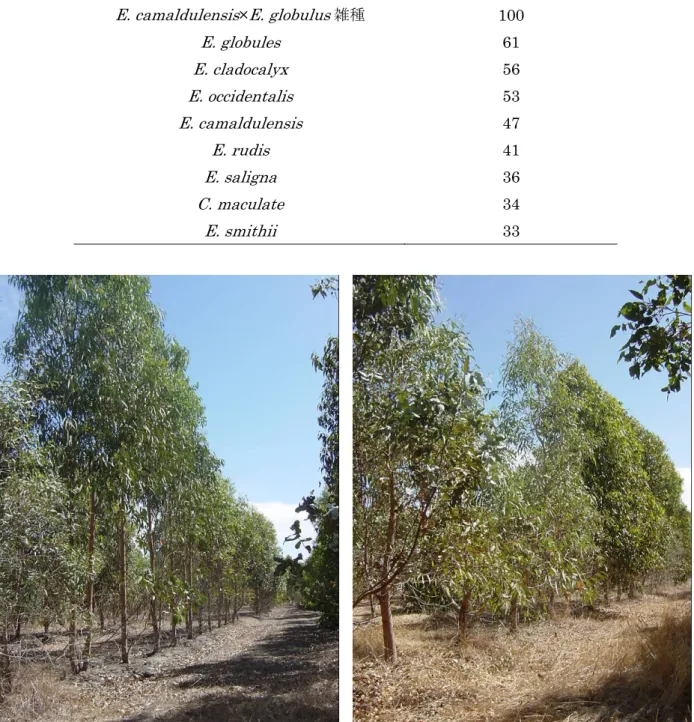 表 III-2-2-7  塩害地におけるユーカリ樹種と MAI                （ E. camaldulensis × E. globulus 雑種を 100 とした相対値）  樹種 MAI-相対値  E