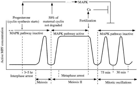 Figure 7: Schematic representation of major events in Xenopus eggs and embryos.  