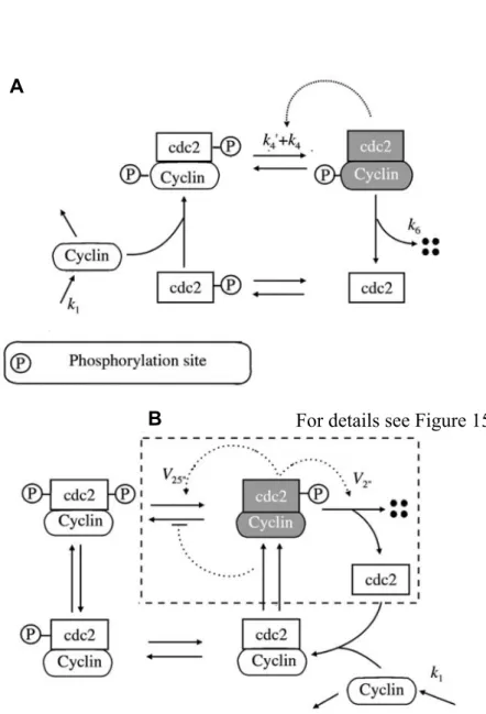 Figure 8: Schematic representations of two models of the Xenopus cell cycle. 