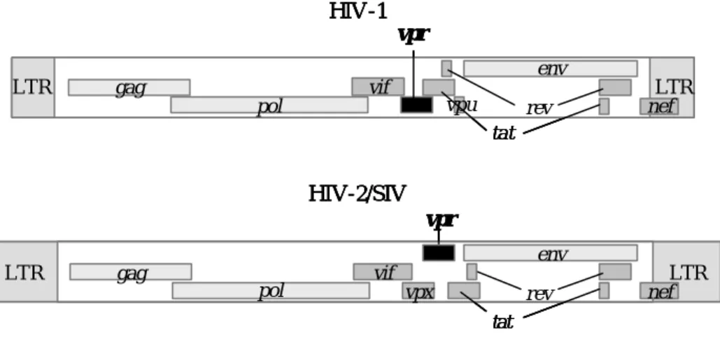 Fig. 2-1-1 HIV-1、HIV-2、 SIVがコードするタンパク質 