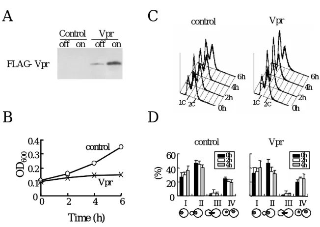 Fig. 2-2-1 Vpr-inhibited yeast cell growth
