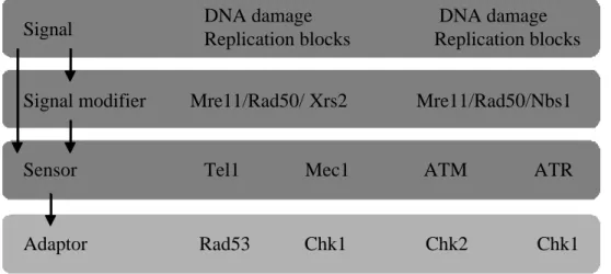 Fig. 2-3-1 Checkpoint signaling in budding yeast and humans