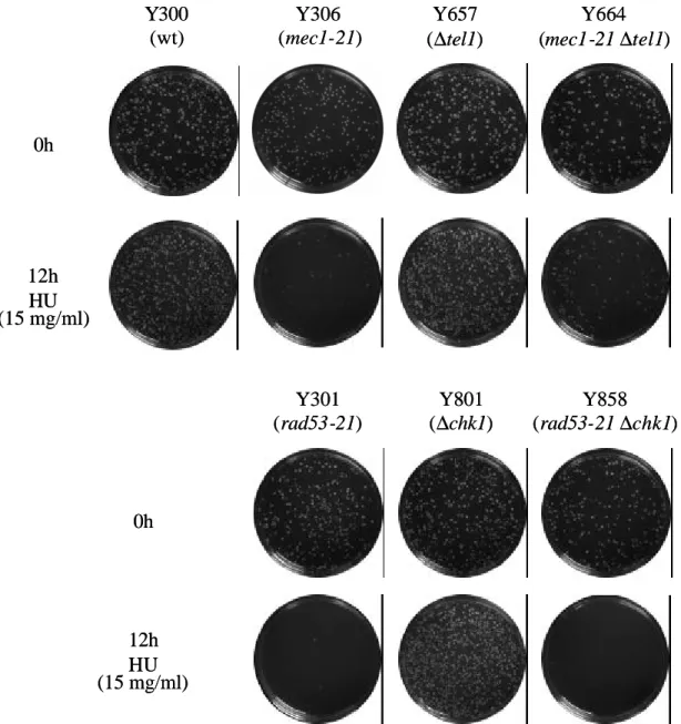 Fig. 2-3-2  The sensitivity for HU in checkpoint deficient strains Wild type strain or strains deficient in checkpoint functions we re  transformed with control (reversed-Vpr) vector and incubated in the 