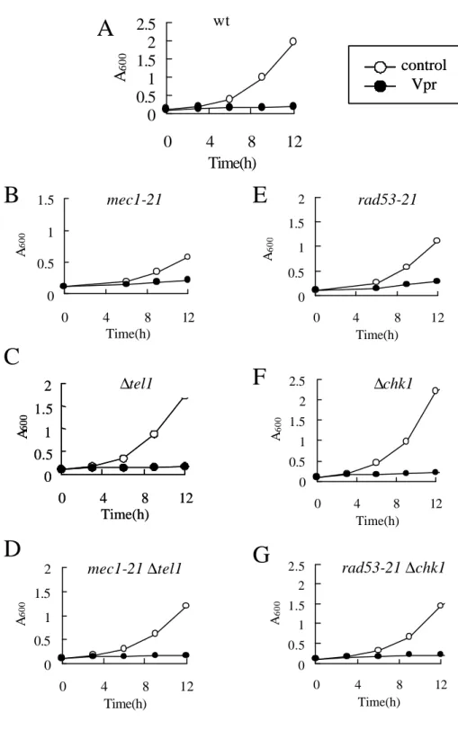 Fig. 2-3-3 Growth inhibition by Vpr in DNA damage or replication checkpoint mutant strains