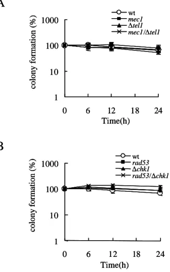 Fig. 2-3-4 Colony forming ability after Vpr expression of DNA damage  or replication checkpoint strains