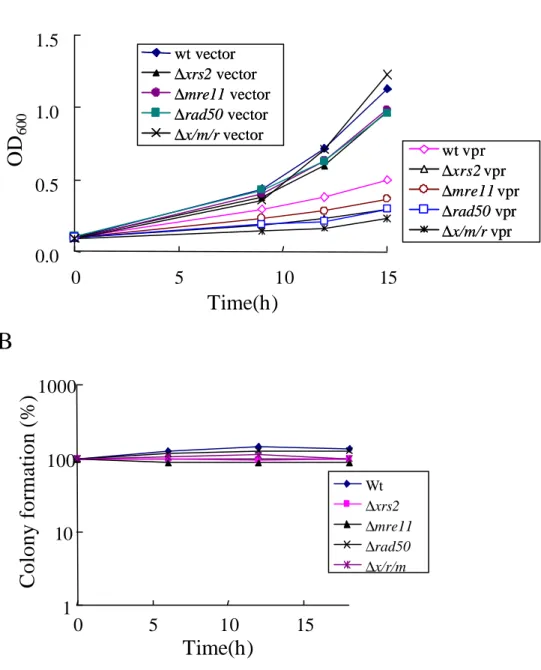 Fig. 2-3-6 The effects of Vpr expression on the growth of  Mre11/Rad50/XRS2 mutant strains 