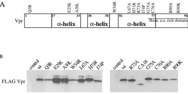 Fig. 2-4-1 Mutational analysis of the growth inhibitory activity of Vpr