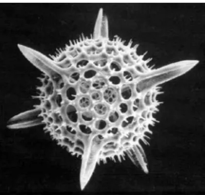 図  １-14  放散虫の骨格の例。球の直径約 100 µm。 