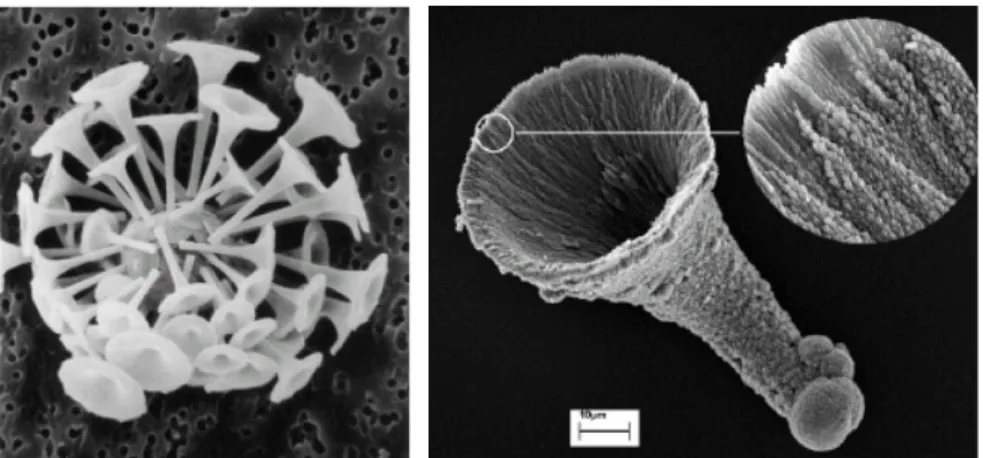 図  １-19  coccolithophore  Discosphaera tubifera (左) ３０ とその模倣(右) ２９ 