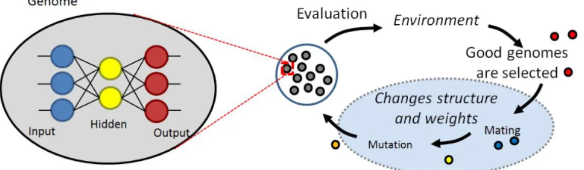 Figure 3.4: NeuroEvolution training process