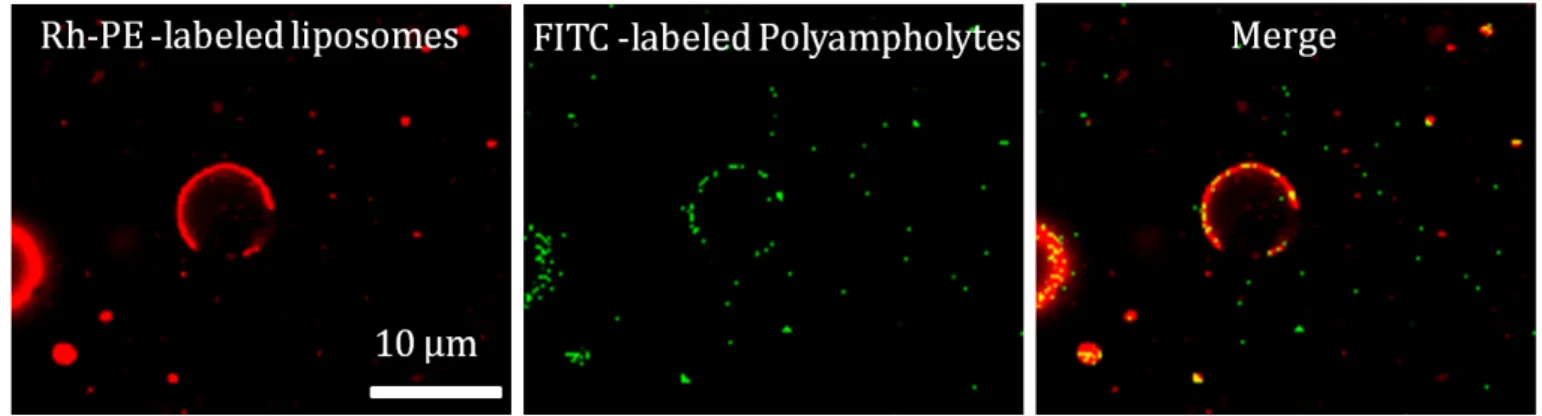 Figure 2 In-section confocal images of the localization of polyampholytes on cell-sized liposomes