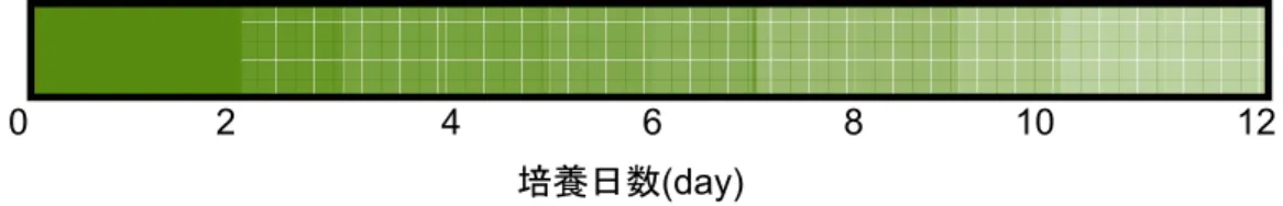 Fig 5-3-5.12 時間明暗周期培養の E.mutabilis+底質中のバイオフィルムの割合  12 時間明暗周期培養では 3 つのグループに分けることができる．1 つ目は○の E.mutabilis+ 底質と□の底質を用いた培養は培養日数 1 日目に pH、溶存鉄濃度は減少し、酸化還元電位 は上昇した．その後一定の値を示し安定した． 2 つ目は△の E.mutabilis と◇の酸性坑廃水を 用いた培養は 12 日間かけて pH、溶存鉄濃度が徐々に減少し、酸化還元電位は上昇した．3 つ目は●の滅菌坑