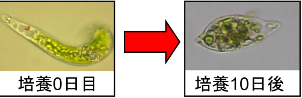 Fig 5-3-17.暗条件の E.mutabilis プラス底質中のバイオフィルムの変化  また以下に各培養条件の pH 変動を示す．  2.833.23.43.6 0 1 2 3 培養日数(day)ｐH Fig 5-3-18.pH 変動(12 時間明暗周期培養)  3.13.33.5 0 1 2 3 培養日数(day)ｐH Fig 5-3-19.pH 変動(明条件培養) 培養0日目 培養10日後 ○:E.mutabilis+底質 E.mutabilis □:底質○:E.mutabilis+底質 E.mu