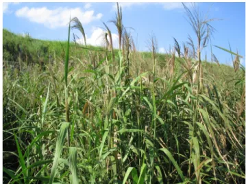 Fig3  ツルヨシ（Phragmites Japonica Steud.） 