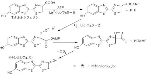 図 2.2: ルシフェリンの発光過程 2.1.2 Michaelis-Menten 機構 酵素を E ，基質を S ，中間錯体を X ，生成物を P としたときに，反応式を ( 式 2.2) と表 すことができる． E + S * )k1 k −1 X *)k2k −2 E + P (2.2) k ±n は反応係数を示す．このような酵素による反応系を Michaelis-Menten 機構と呼ぶ． また，反応が Michaelis-Menten 機構に従うとき， Michaelis-Menten の式 ( 