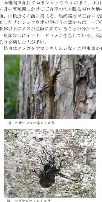図 オオホソコバネカミキリ 図 マダラゴマフカミキリ■武尊山地域の動植物片品村の西側に位置す る。武尊山は 武尊牧場から山頂に向かう尾根沿い にブナ林が形成 されている。避難小屋周辺からオオ シラビソ林にな り山頂近くまで行くとハイマツが現 れる。谷に向か っての斜面の多くはカラマツが植林されてい る。東俣沢など沢には巨樹 巨木が多くあ り樹種はトチノキ、ブナ、カツラ、 サワグルミなど がある。武尊牧場の三合平周辺には レンゲツツジが 多く、シラカバやダケカンバなどの 明るい林がある 。六月にはベニバナイチ