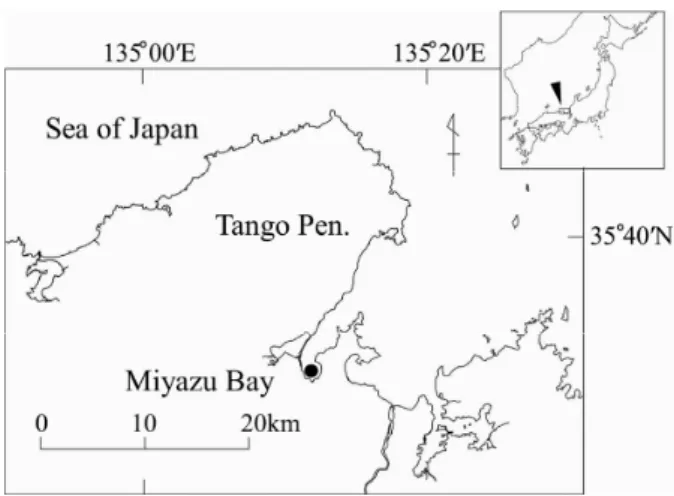 Fig. 1   Sampling station in Miyazu Bay.