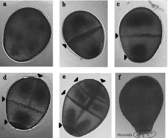 Table 2 Number of Sargassum horneri embryos after refrigeration in relation to viability     