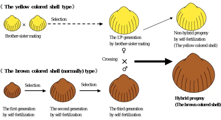 Fig. 1 Schematic of the breeding method of cockles.