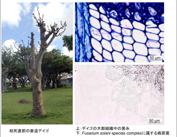 図 １ デ イ ゴ の 衰 退 ・ 枯 死 に 関 わ る 新 病 害 （ J Gen Plant Pathol 83(6)の 表 紙 写 真 よ り ）