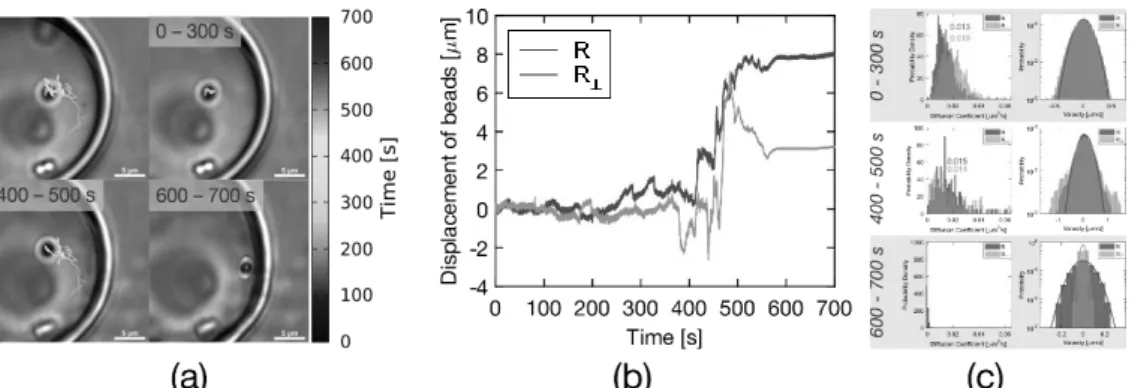 Fig.  1.  (a)Trajectory  of  microsphere  in  actomyosin  droplet.  (b)Displacement  of  microsphere  from  initial  position