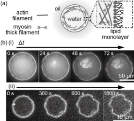 Fig.  1.  (a)  Reconstituted  system.  (b)  (i)  active  fluctuation  and  (ii)  dynamic  deformation  induced by actomyosin in a reconstituted system