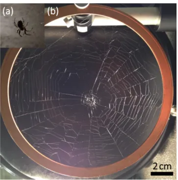 Fig. 2 (a) A spider (Araneus ventricosus). (b) The sample of an orb web and the holder.