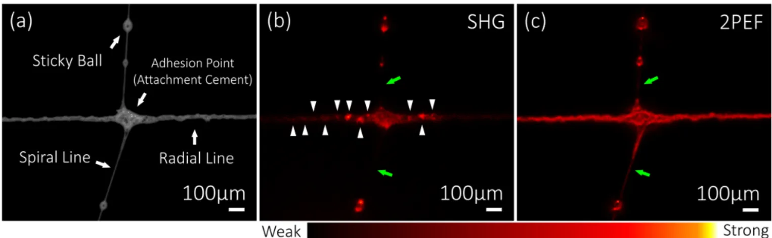 Fig. 4 (a) Microscopic image of a spider orb web taken by a CMOS camera with white light illumination