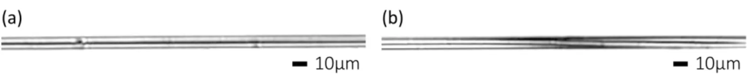 Fig. 6 (a) Dependence of the SHG image on the incident light polarization. The energy of excitation light density was 13 μJ/mm 2 