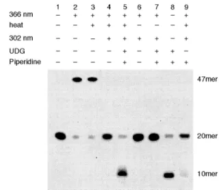 Fig.  2    Autoradiogram  of  denaturing  polyacrylamide  gel  electrophoresis  of  site-selective  cytosine  to  the  uracil  mutation of 