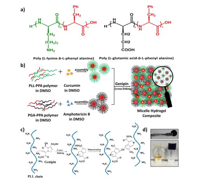 Figure 1.  Preparation of micelle hydrogel composite. (a) Schematic structure of prepared copolymers