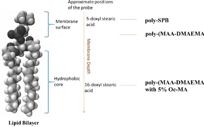 Figure 11. Schematic representation of membrane-polyampholyte interaction/localization 