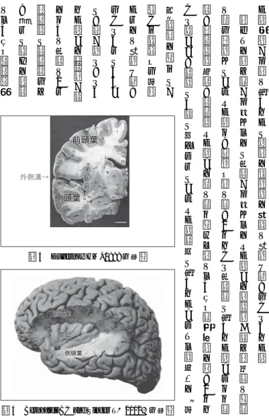 図 5 Bernhardt BC and Singer T（2012）を改変