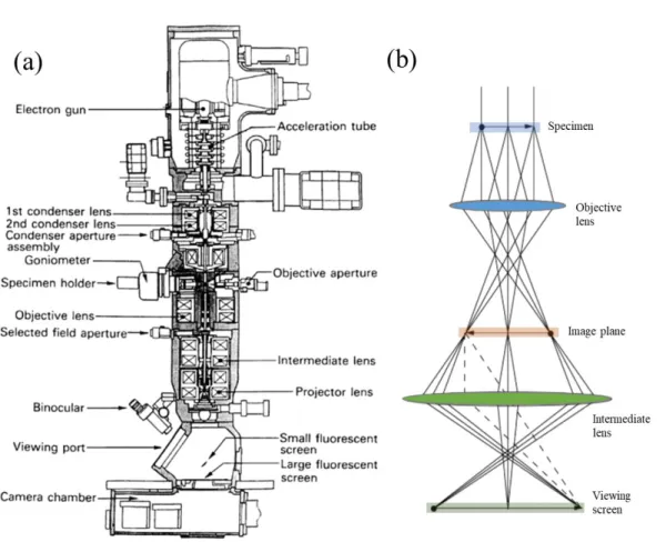 Figure 1.3 (a) Schematic of the cross section for a typical TEM, produced by JEOL Ltd.,  (b) Schematic of the microscopy in image mode
