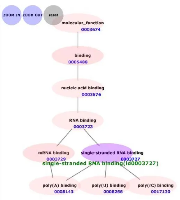 図 3.4   GeneAround のスクリーンショット