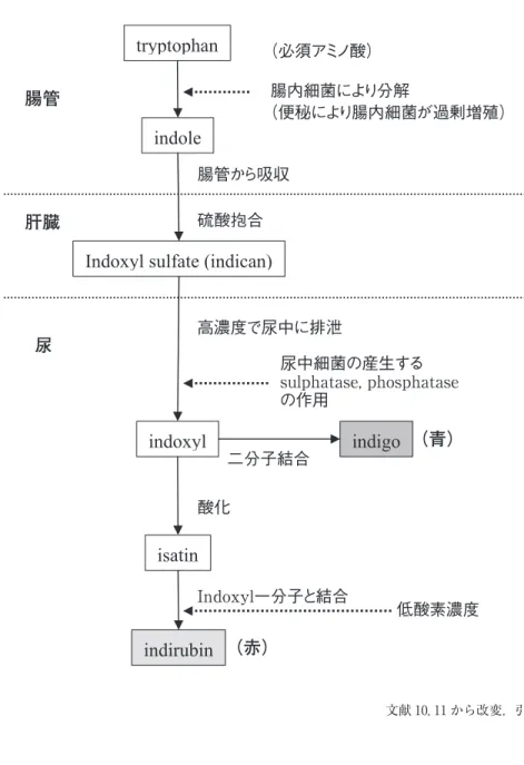 図 1 紫色蓄尿バッグ症候群 （Pur pl e  Ur i ne  Bag  Syndr ome; PUBS） に おけるトリプトファンからインジゴ，インジルビンまでの代謝 文献 10, 11から改変，引用（必須アミノ酸）腸内細菌により分解（便秘により腸内細菌が過剰増殖）腸管肝臓尿（青）（赤）腸管から吸収硫酸抱合高濃度で尿中に排泄尿中細菌の産生するsulphatase, phosphataseの作用二分子結合酸化Indoxyl一分子と結合低酸素濃度