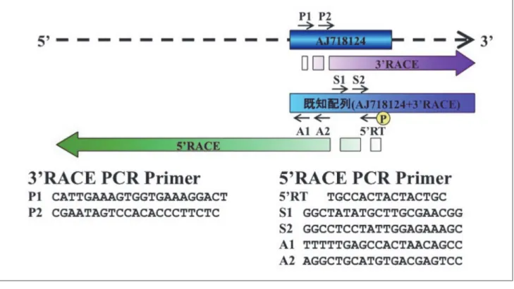 図 1　NtILP1 クローニングのスキーム