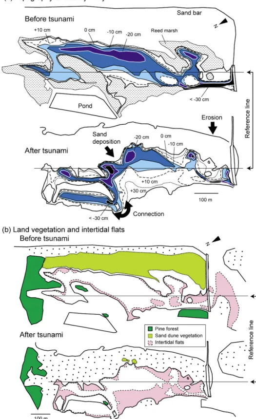Fig. 3. Changes in lagoon topography and bathymetry （a） and in extents of land vegetation and bare intertidal ﬂats （b） following the tsunami