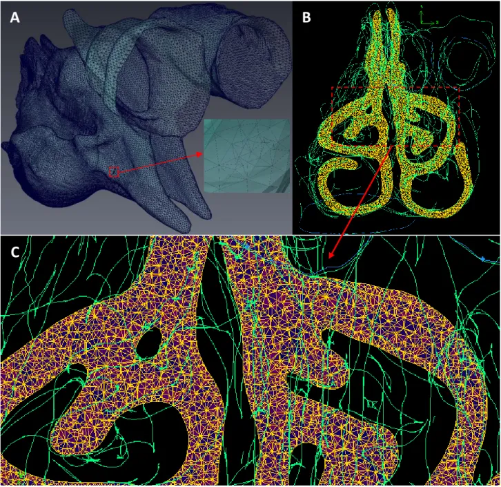 Figure 3.9 Computer model of the chimpanzee nasal cavity: Face meshing of the generated surface (A); Coronal  cross-section of the computational volume mesh (B); Zoom showing unstructured tetrahedron cells (C)